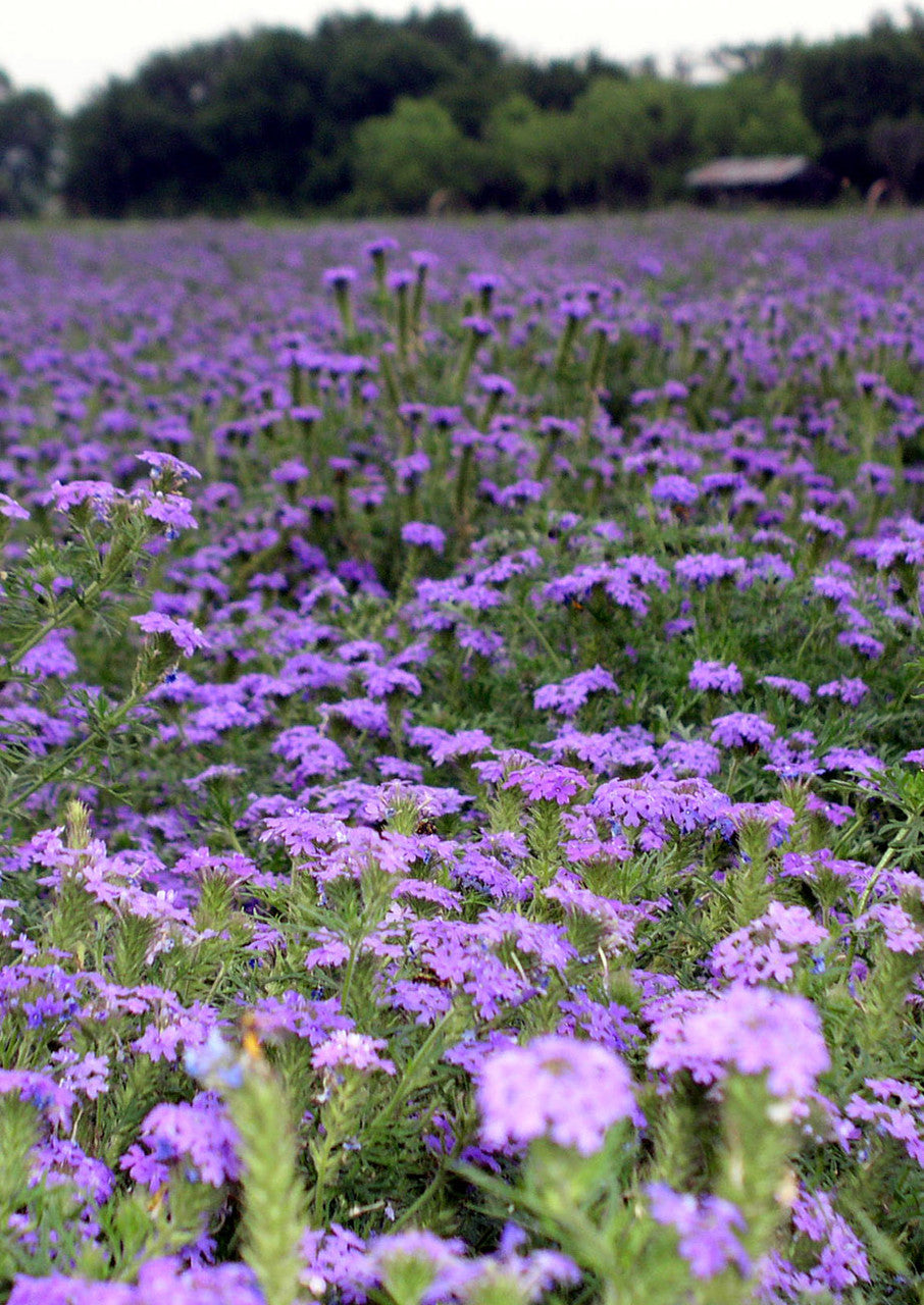 Prairie Verbena Seeds