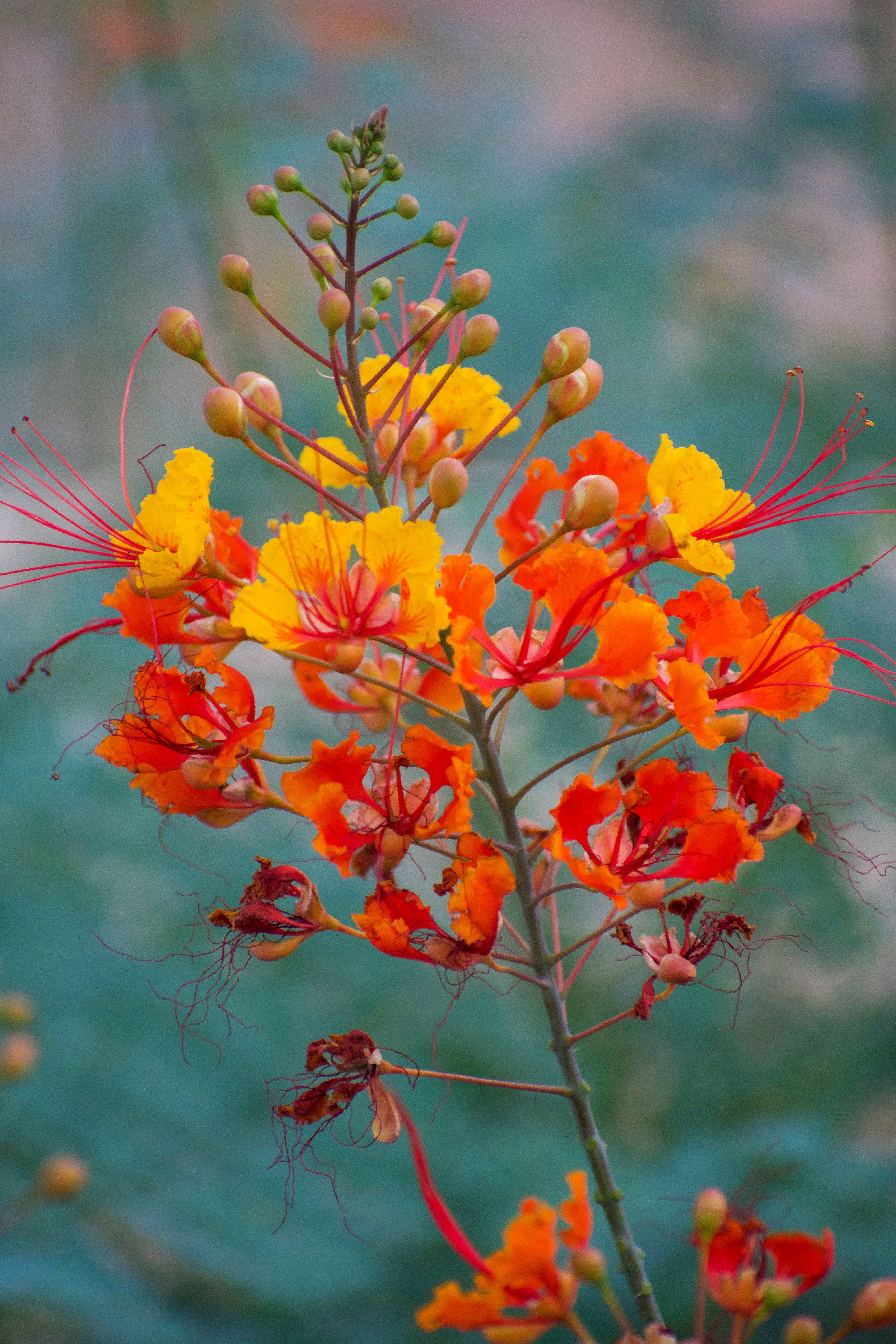 Pride of Barbados