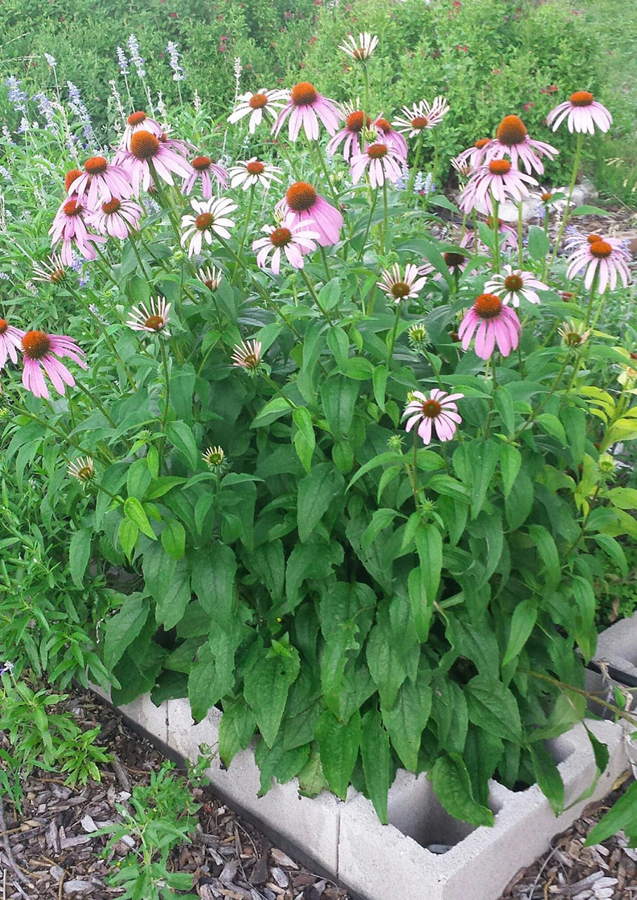Purple Coneflower Seeds