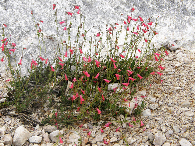 Rock Penstemon