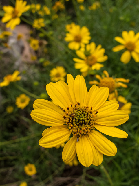Skeleton-leaf Goldeneye