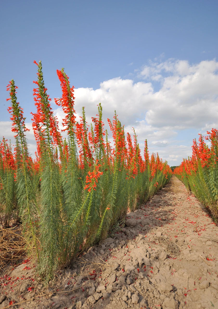 Standing Cypress Seeds