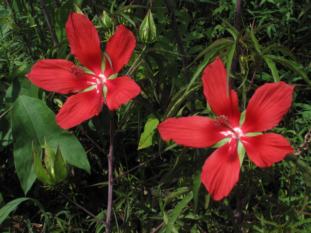 Texas Star Hibiscus