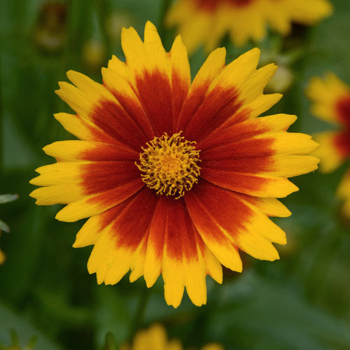Coreopsis 'Uptick'