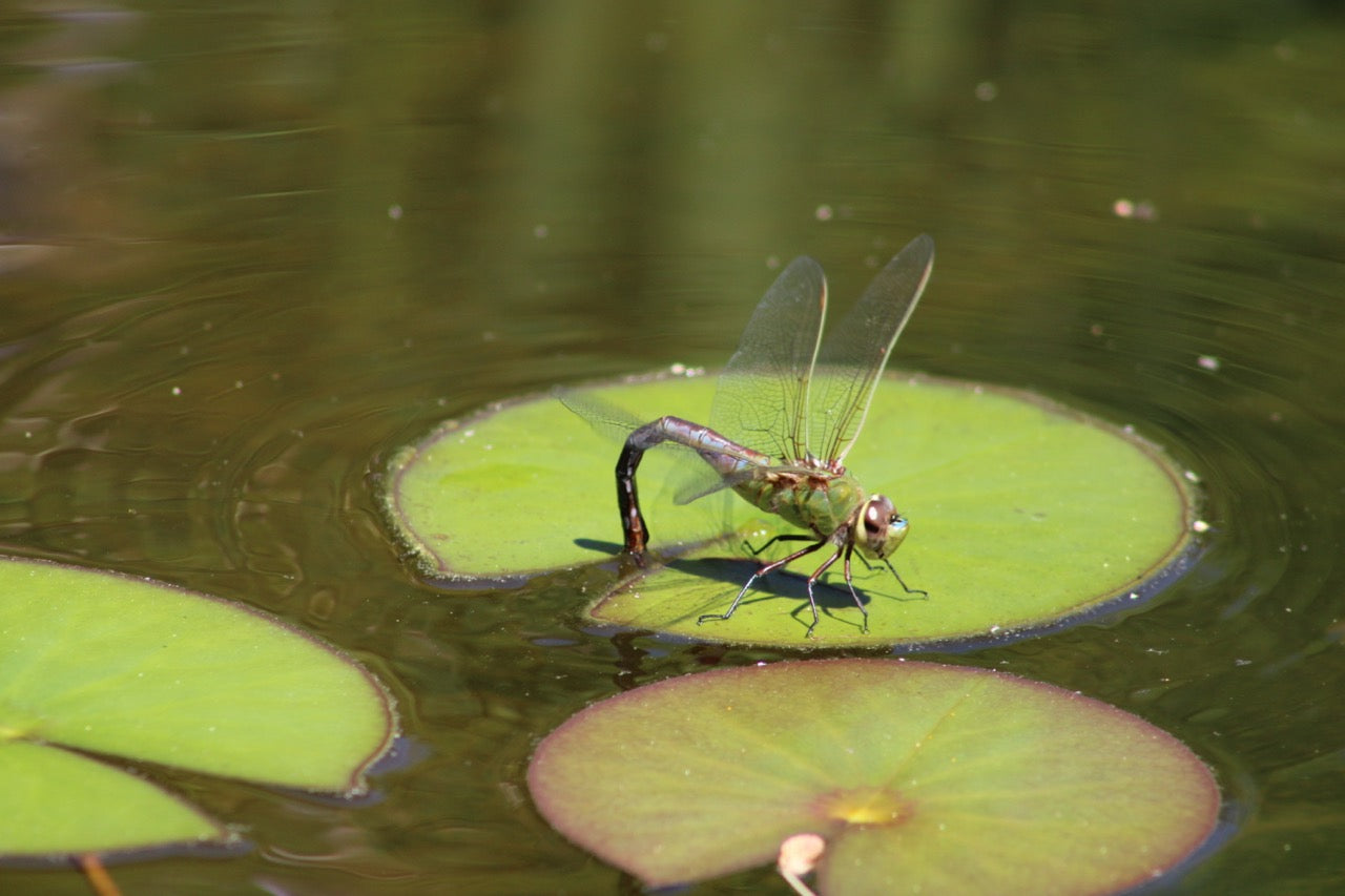 3 Ways to Keep Your Backyard Wildlife Hydrated This Summer