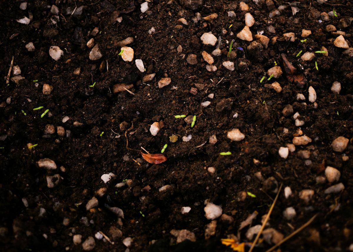 Why Fall Is the Perfect Time to Plant Native Seeds in Texas