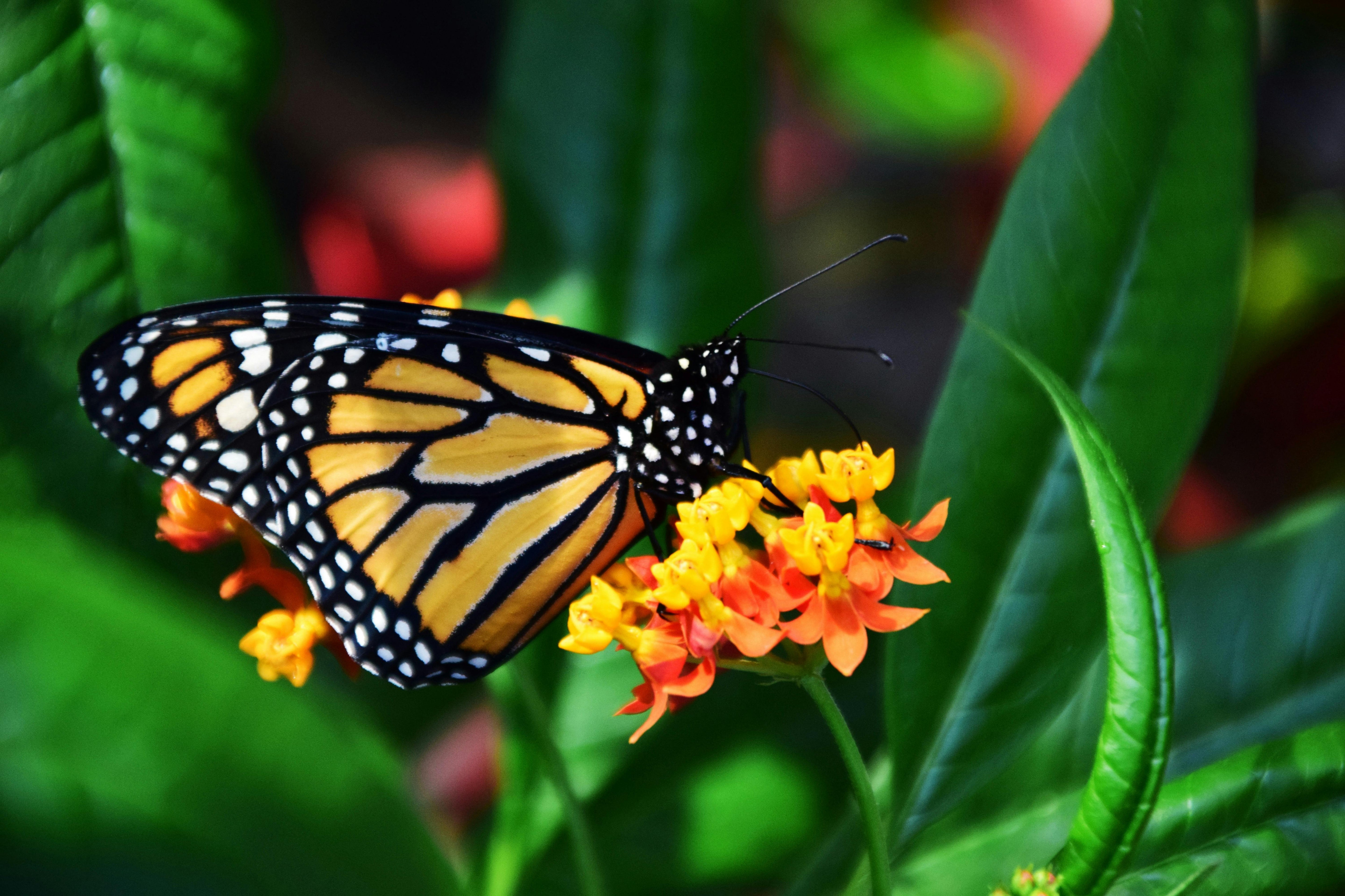Monarchs Are Coming — Will Your Garden Be Ready