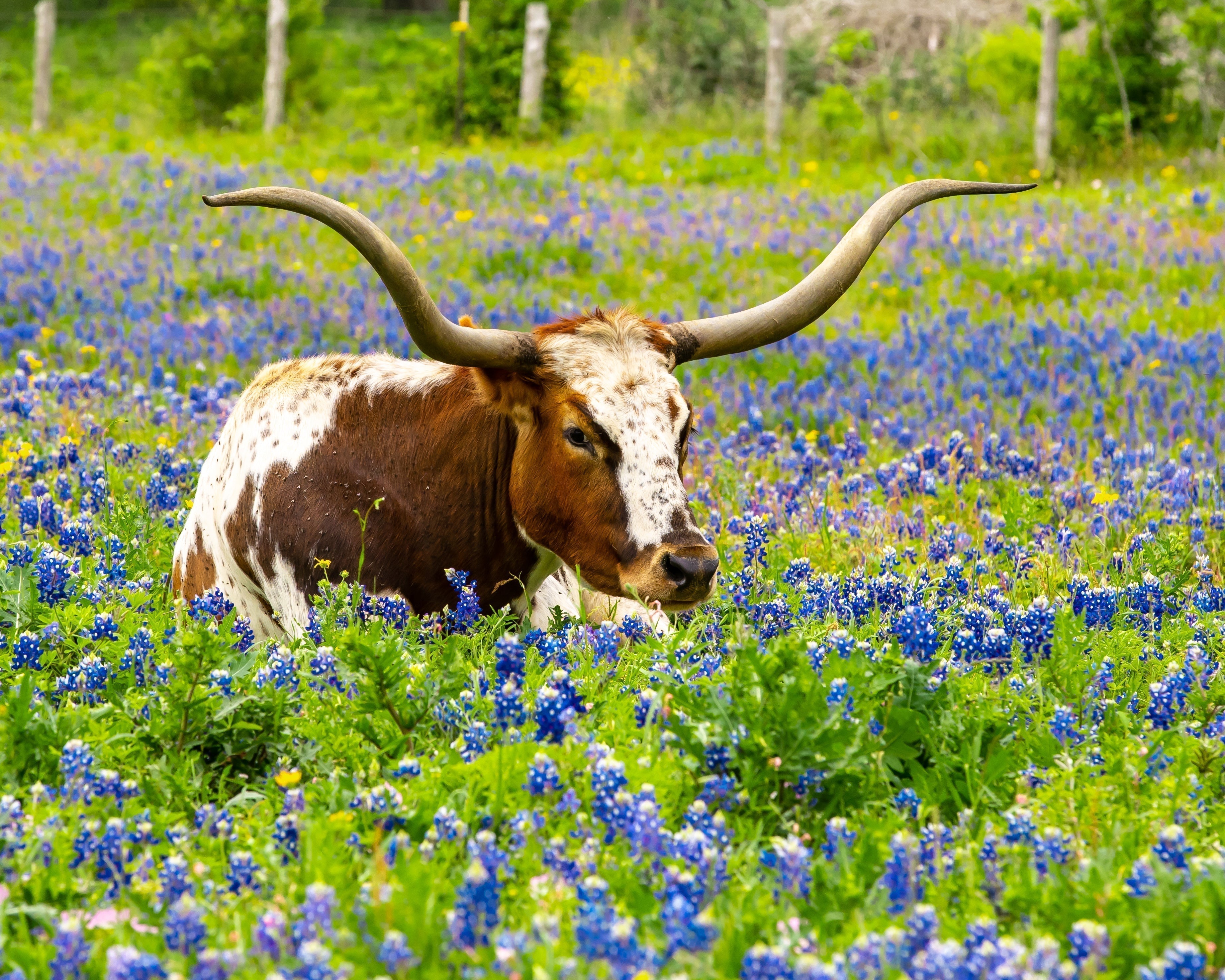 What to Plant in Texas in February Series: Texas Bluebonnet