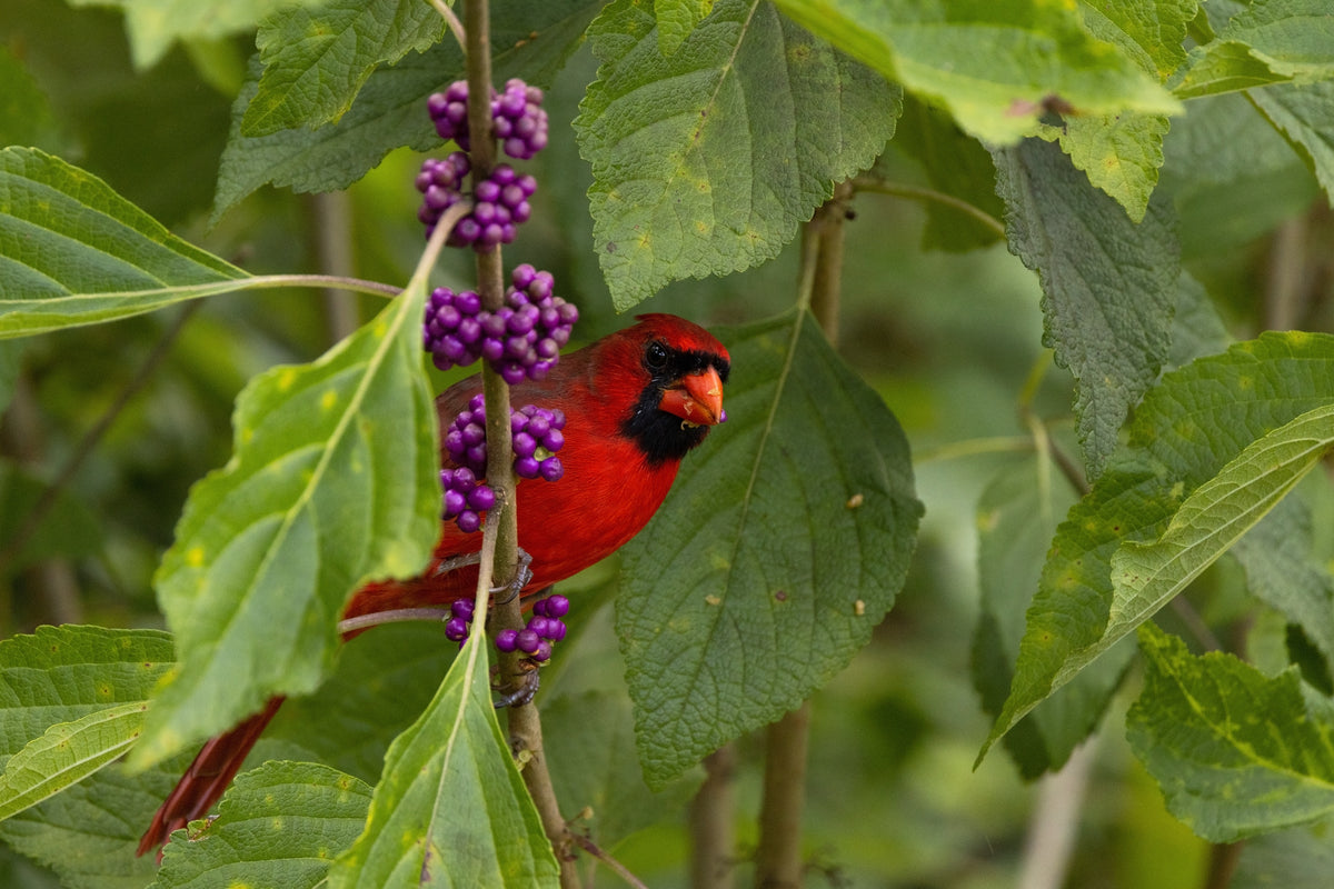 Native Fall How to Create a Wildlife-Friendly Yard With Native Fall Planting ...