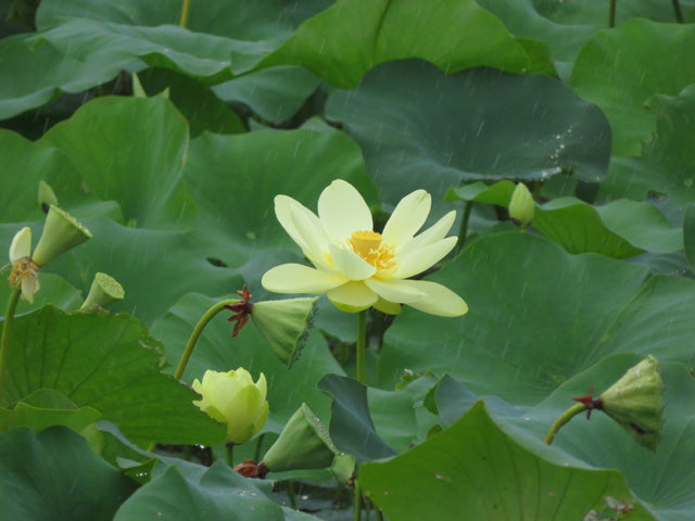 Aquatic & Wetland Natives