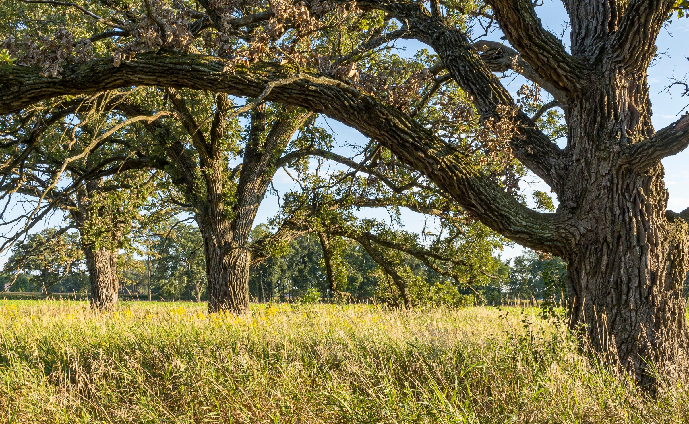 Cross Timbers - Nativo Gardens