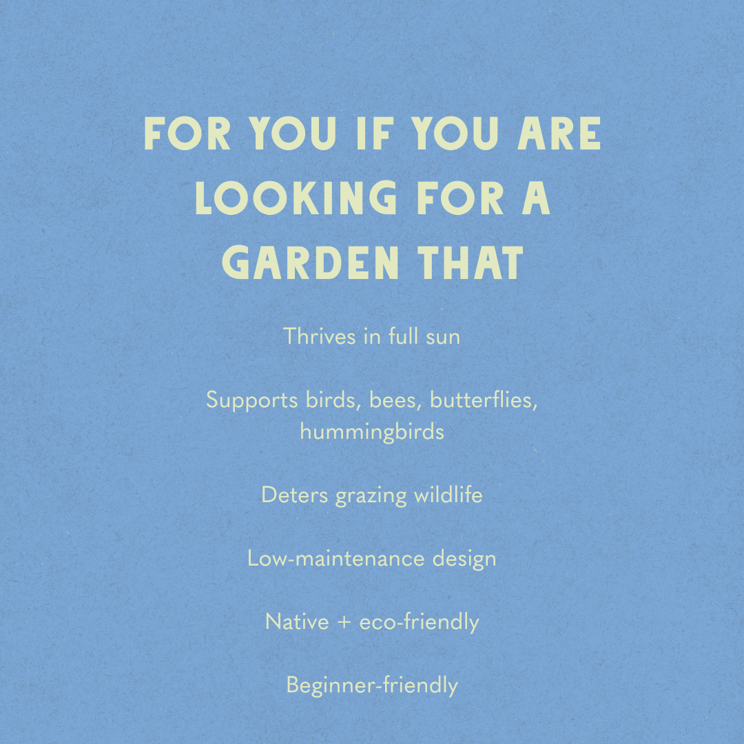 Deer Resistant - Full Sun Garden Design