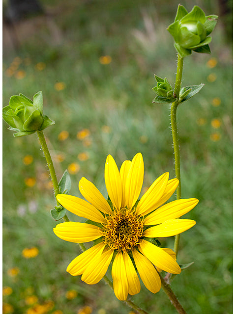 Slender Rosinweed