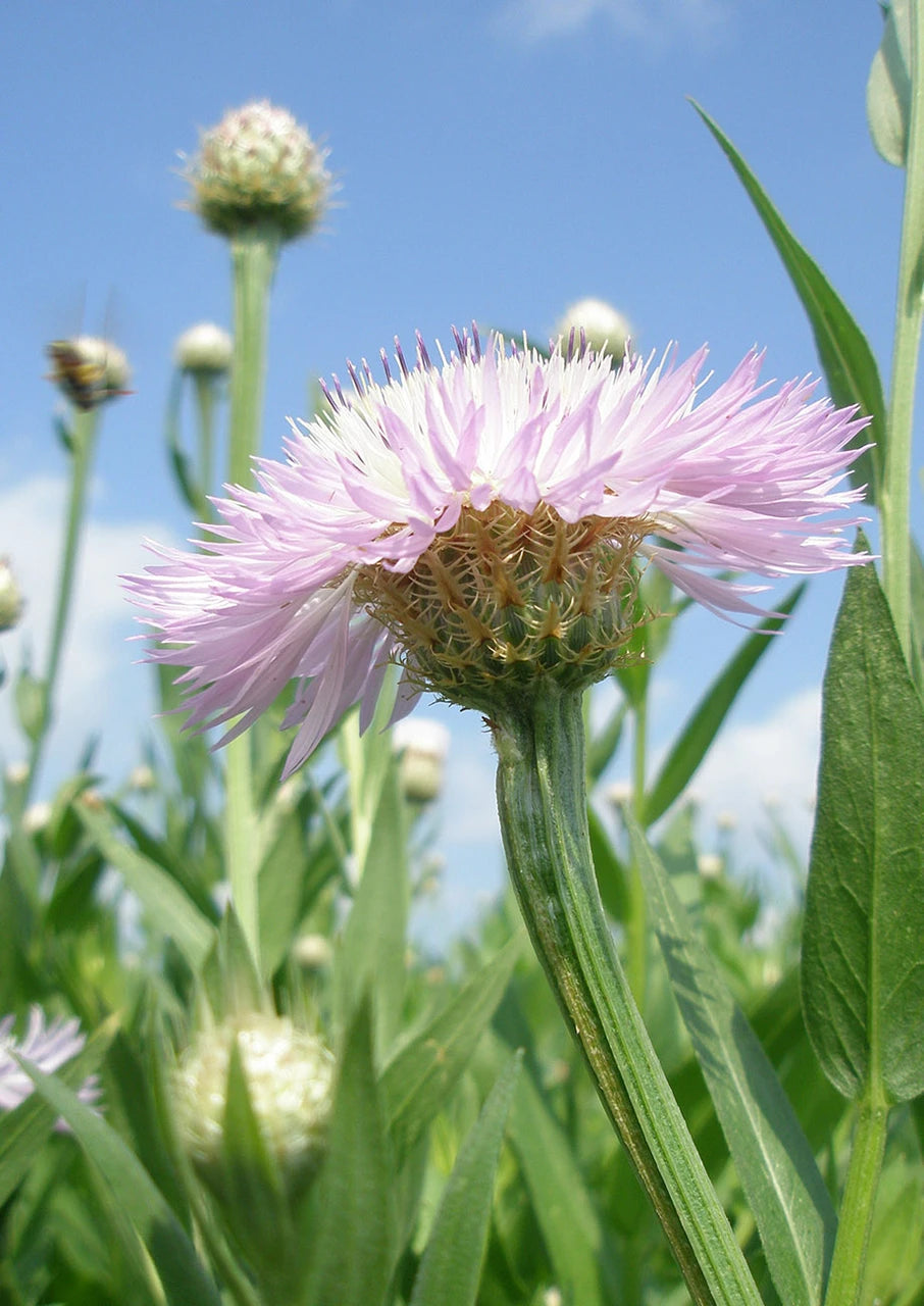 American Basketflower Seeds