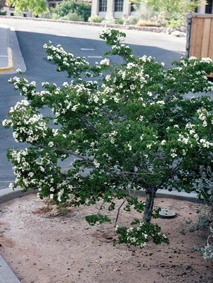 Anacacho Orchid Tree is a texas native plant