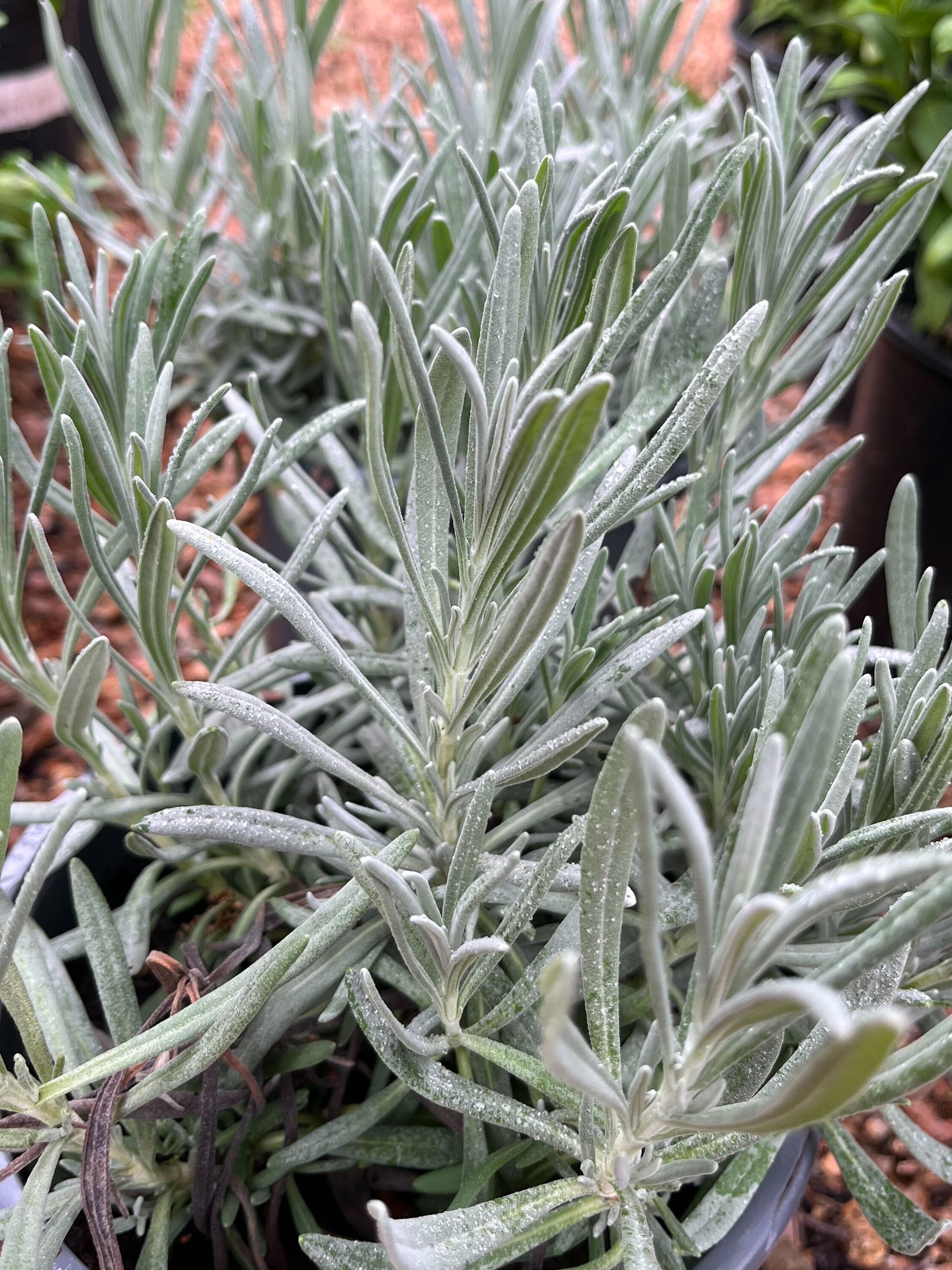 Texas Native Plant Shop