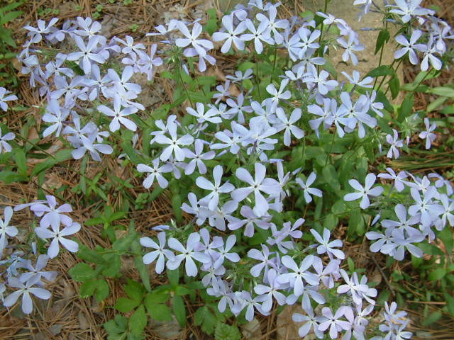Woodland Phlox 'Blue Moon'