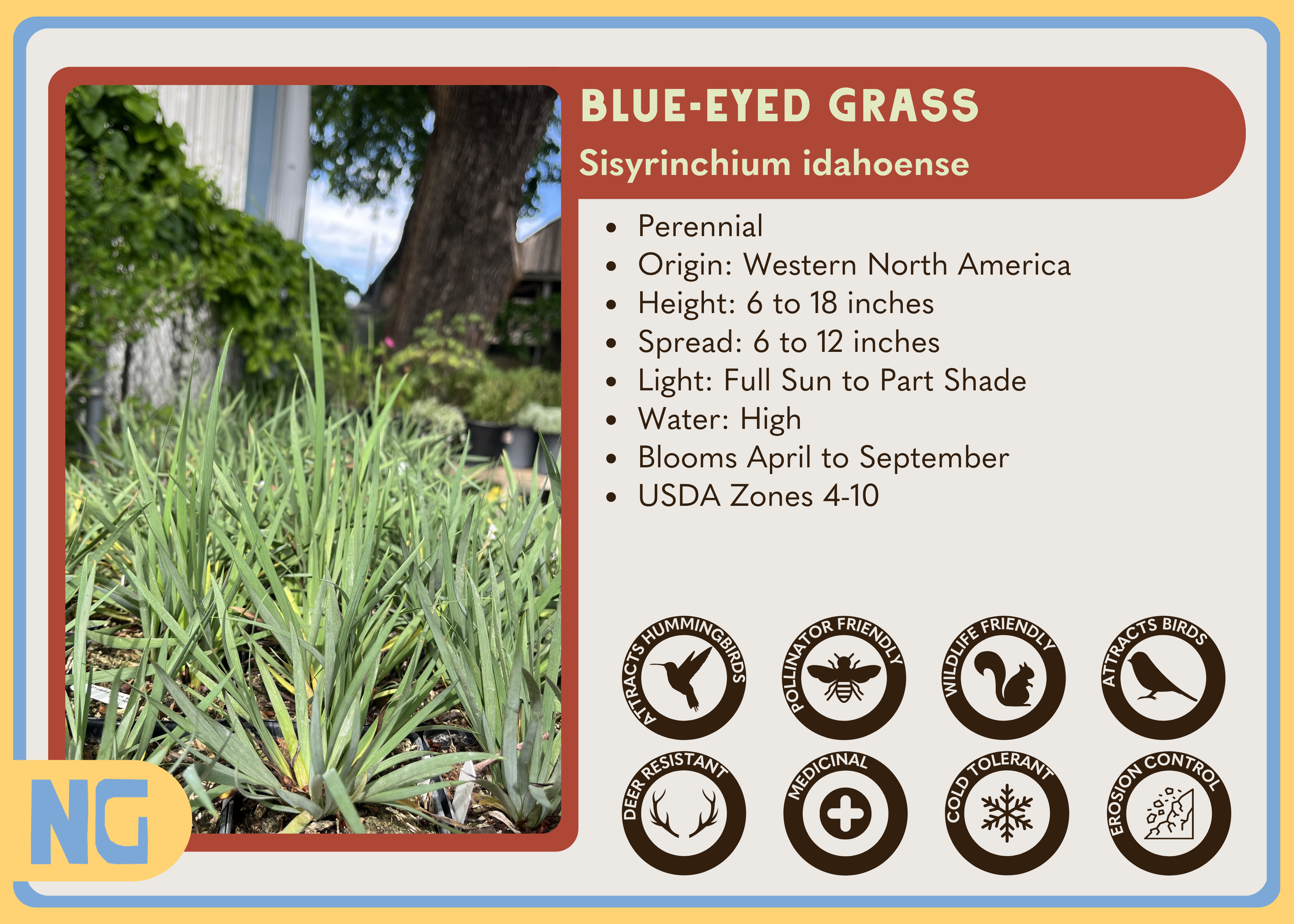 BLUEEYEDGRASS.png?v=1776715939