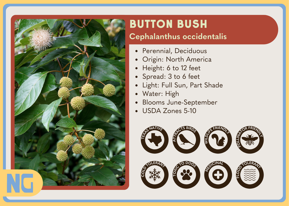 Button Bsh Button Bush – Nativo Gardens