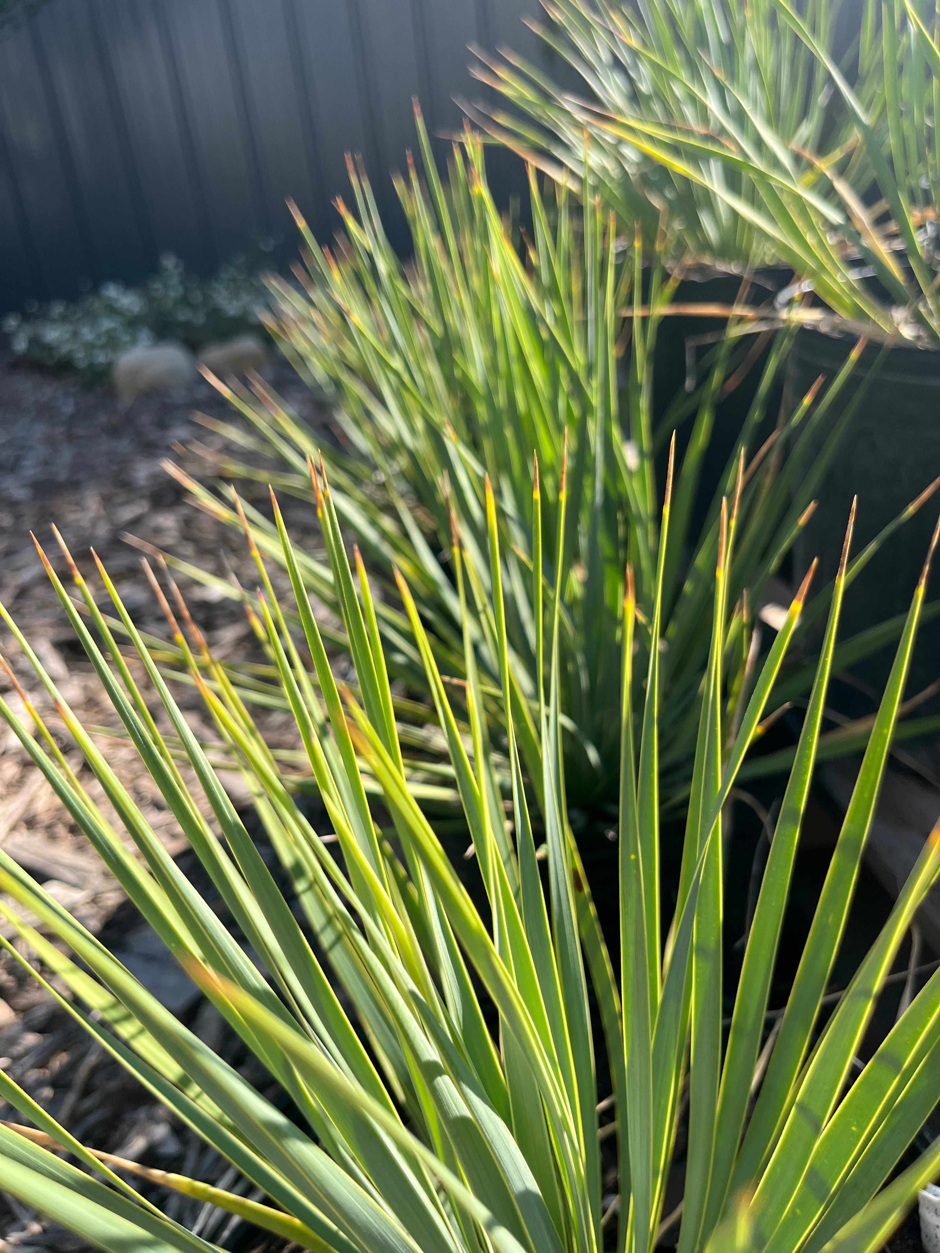 Texas Native Plant Nursery