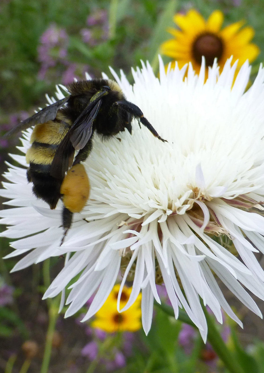 Bee Happy Seed Mix