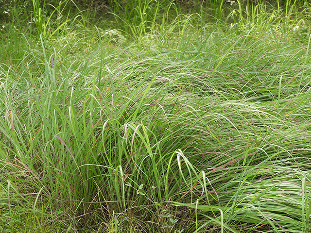 texas native plant nursery