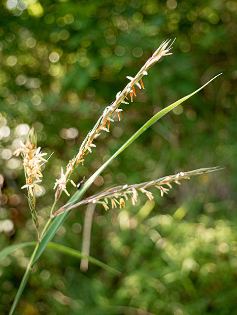 Texas Native Plant Nursery