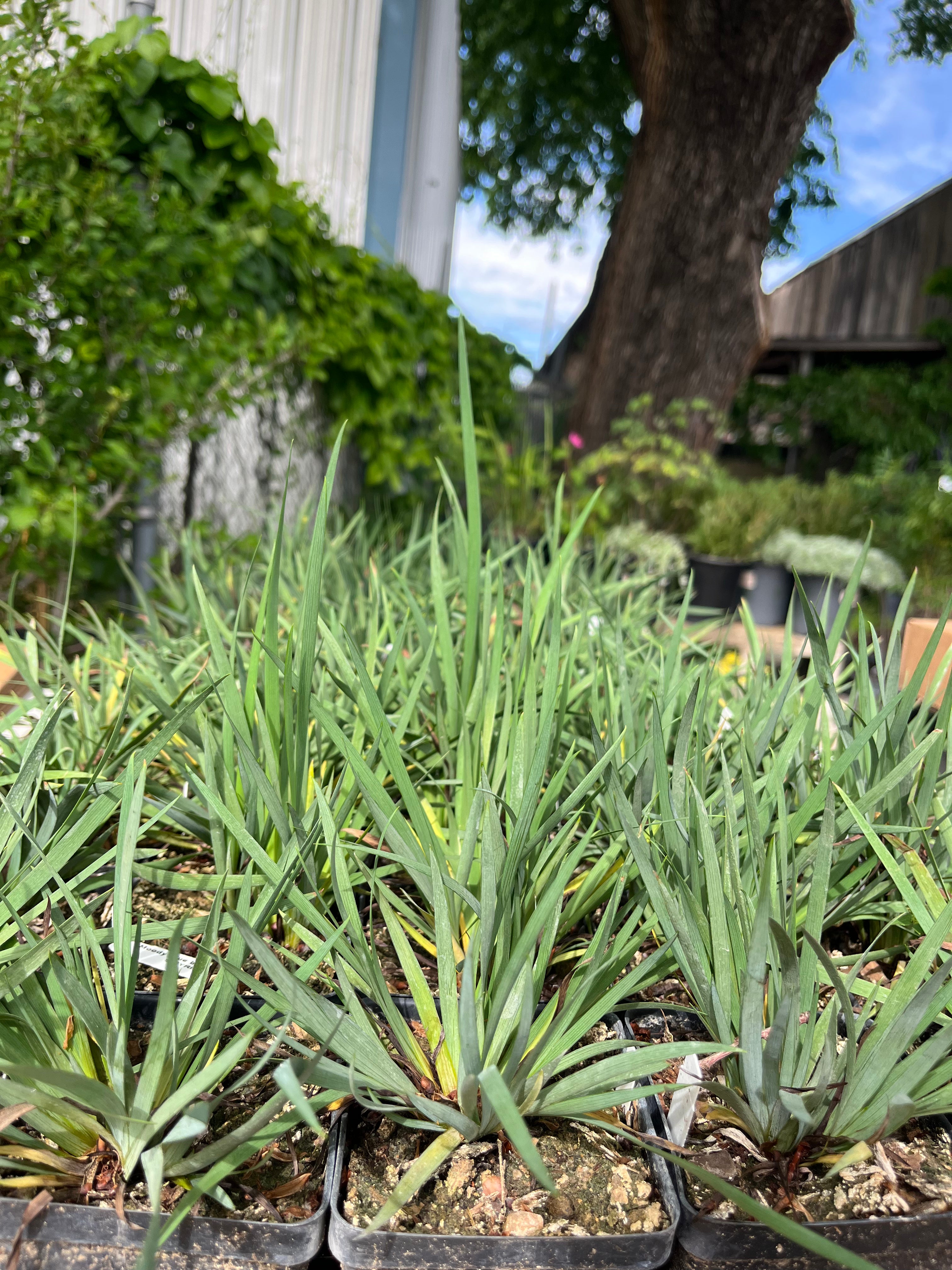 Blue-eyed Grass