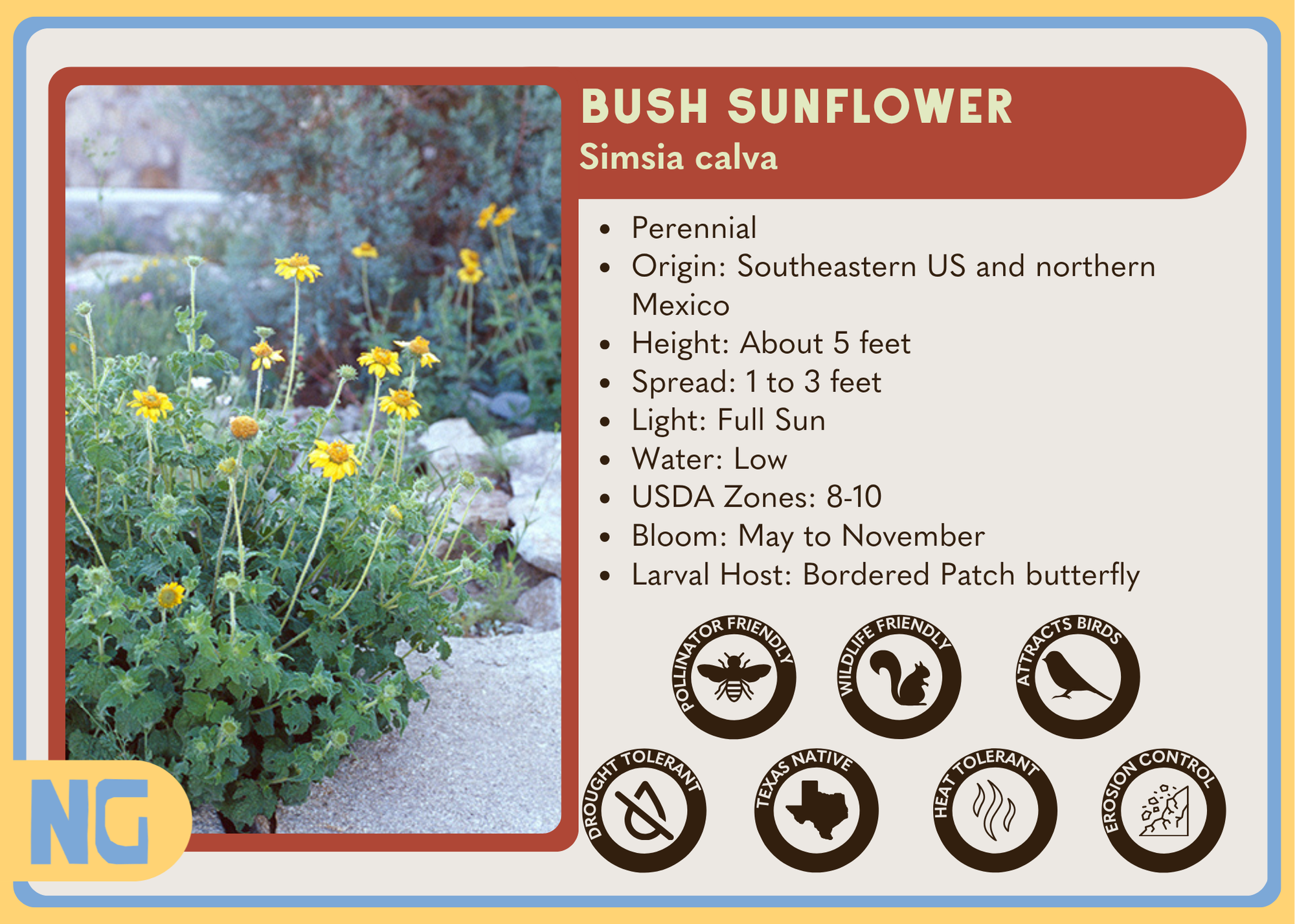 Bush Sunflower