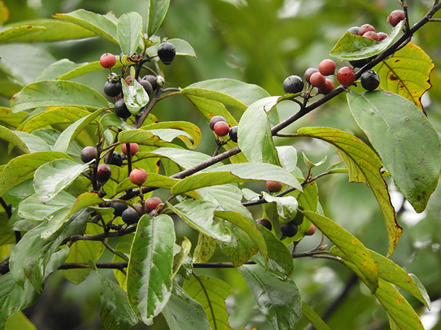 Texas Native Plant Nursery