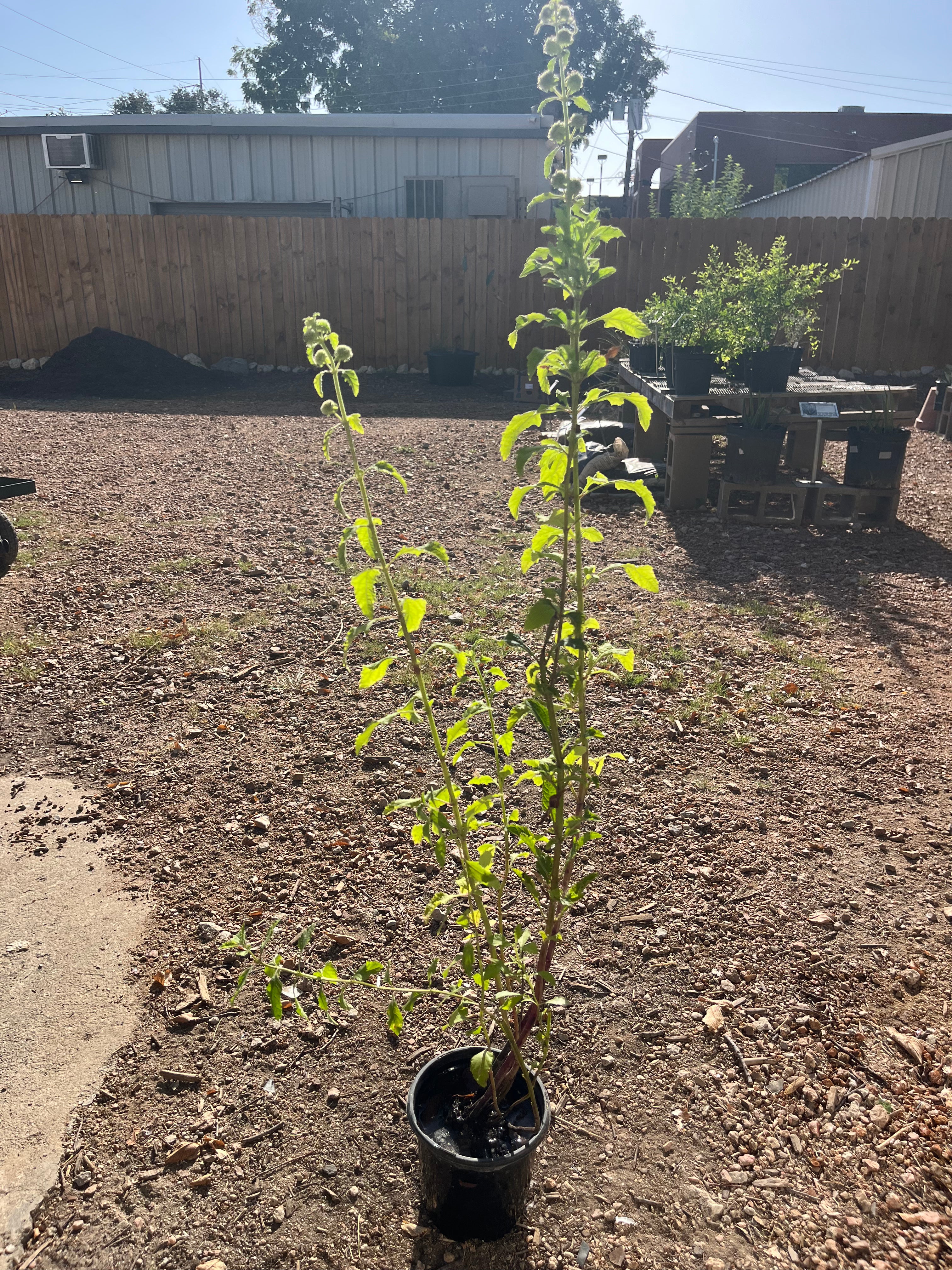 Clustered bushmint
