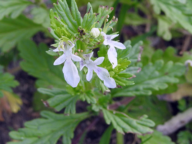 Coast Germander