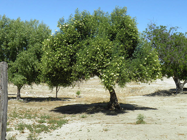 Elderberry