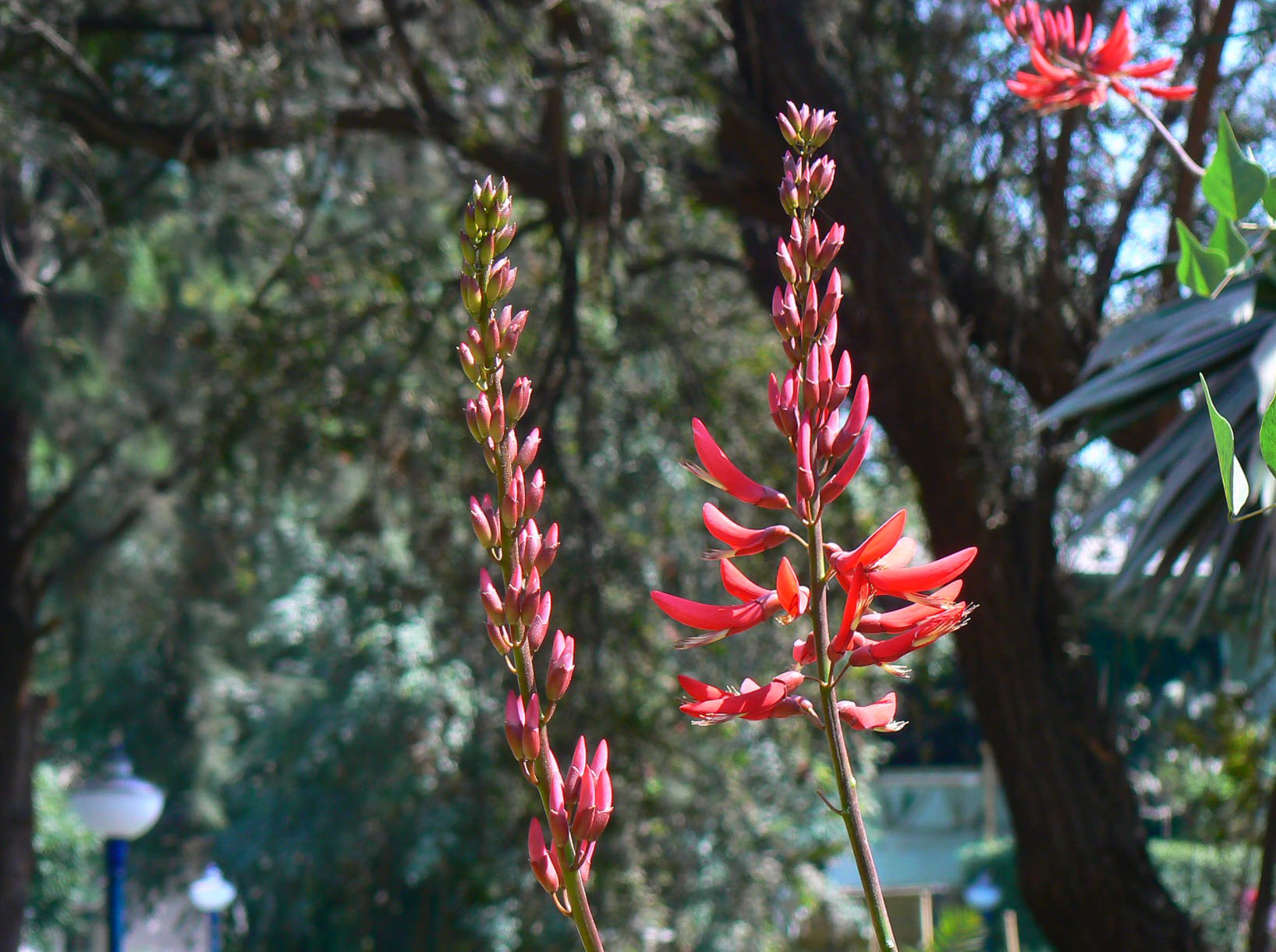 Texas Native Plant Nursery