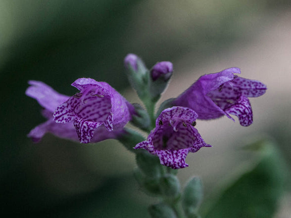Correll's False Dragonhead