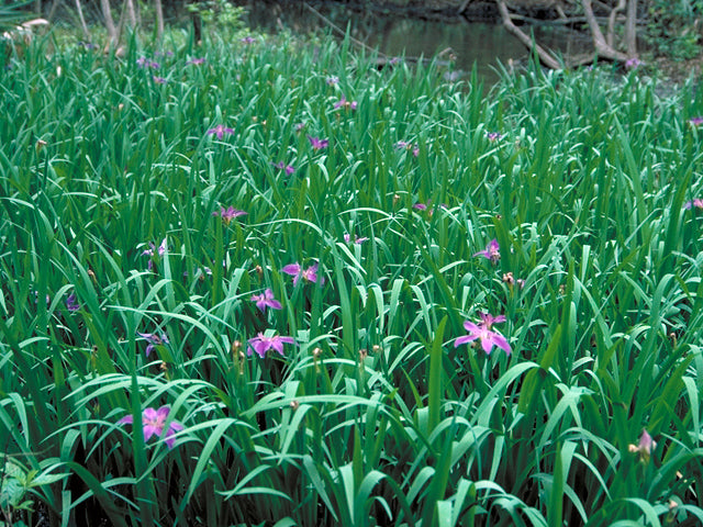 Dixie Iris