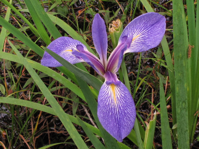 Dixie Iris