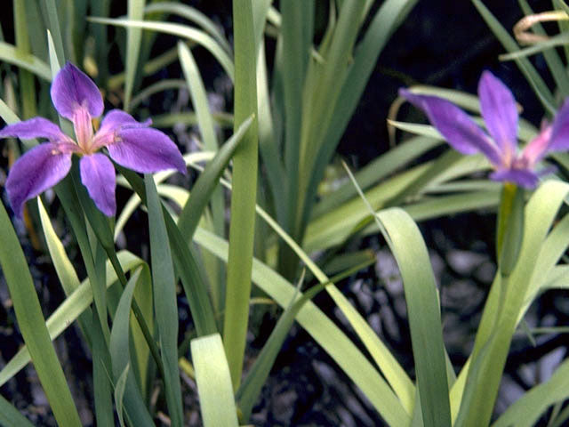 Dixie Iris