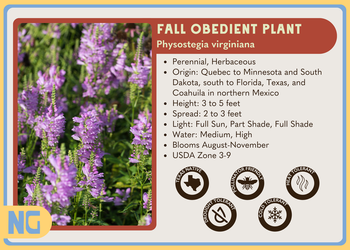 Fall Obedient Plant – Nativo Gardens
