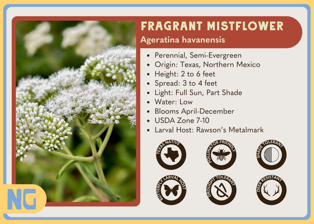 Fragrant Mistflower – Nativo Gardens