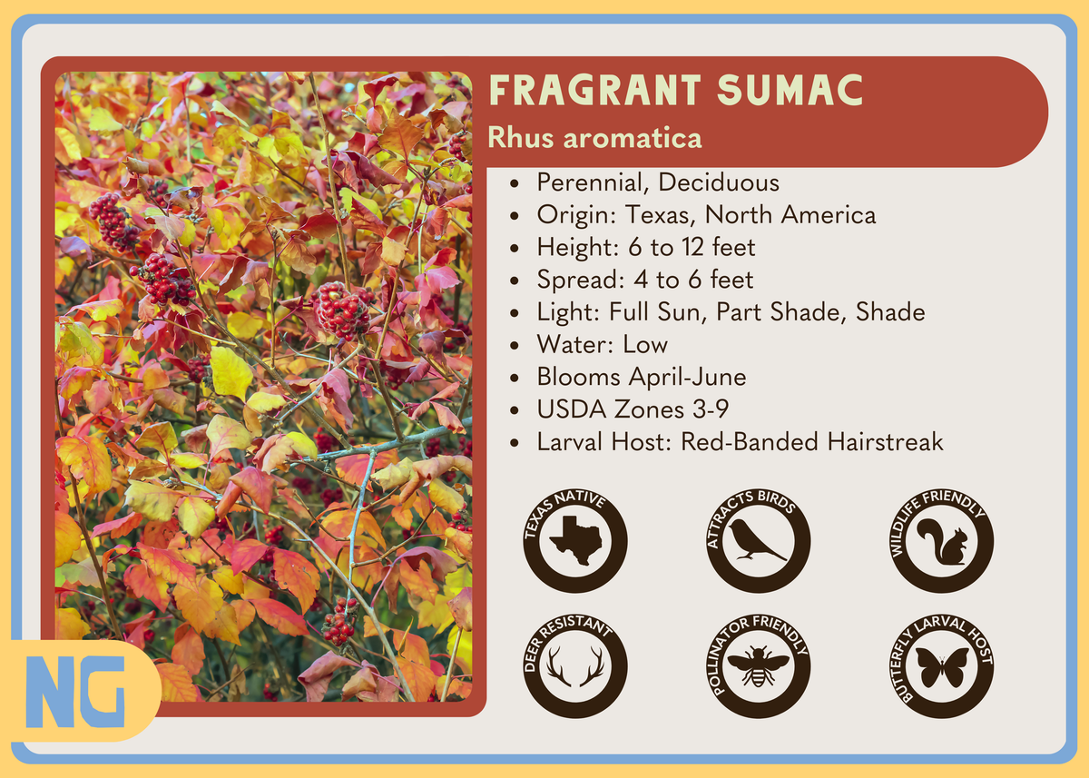 Fragrant Sumac – Nativo Gardens