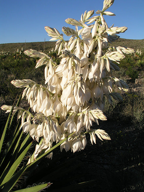 Faxon Yucca