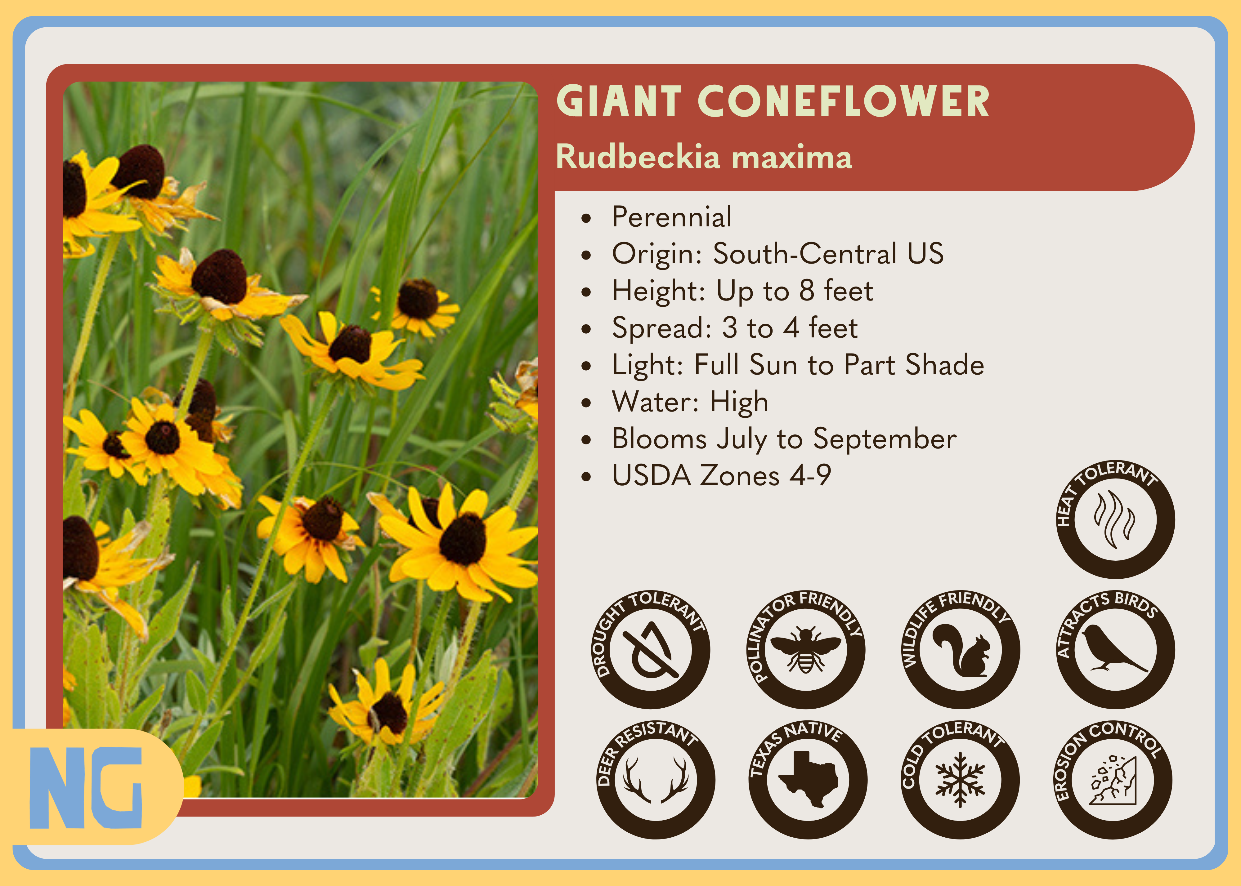 n2_plants 様 GIANTCONEFLOWER.png?v=