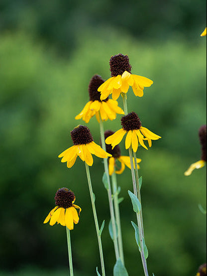 Texas Native Plant Nursery Shop