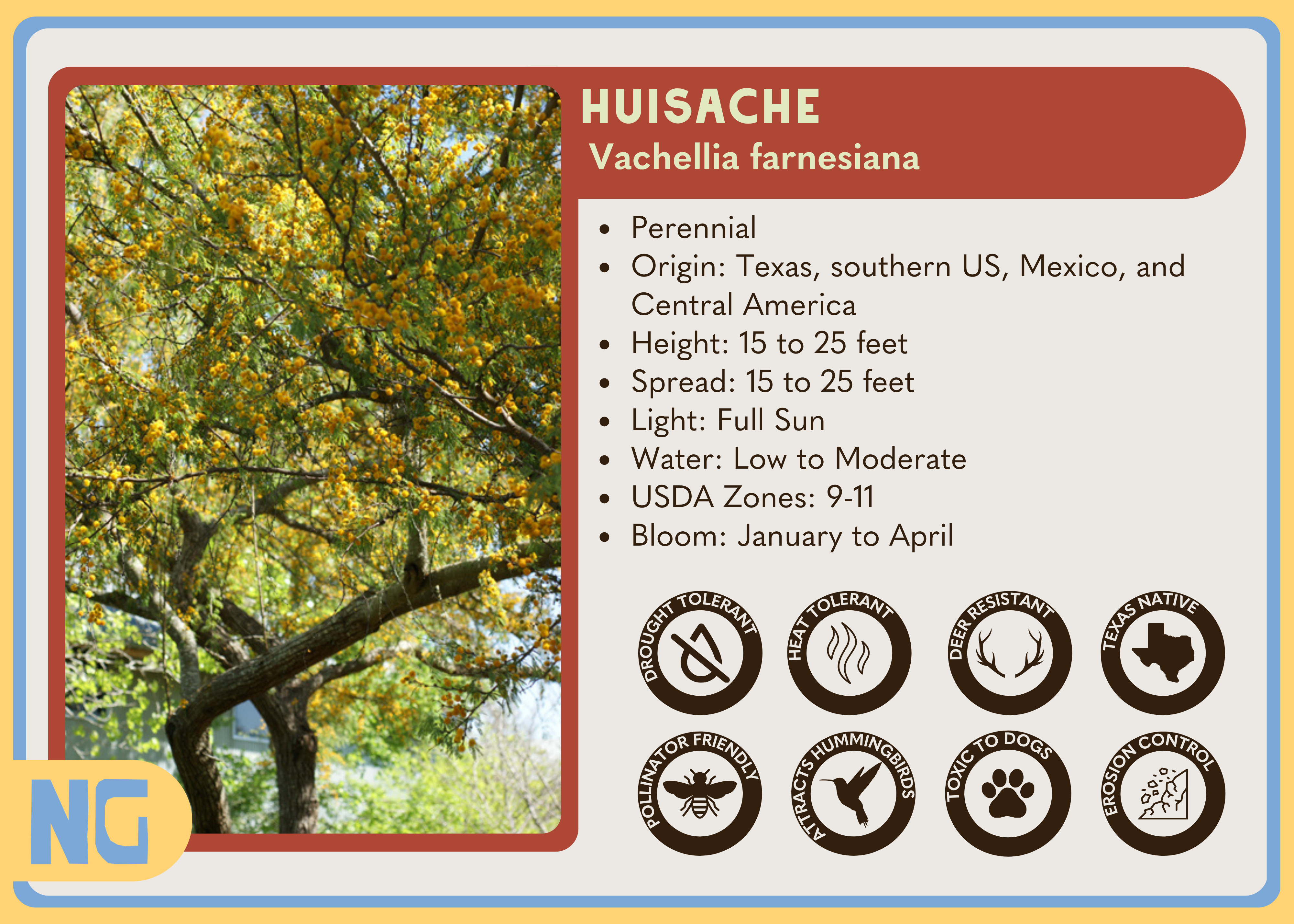 Huisache