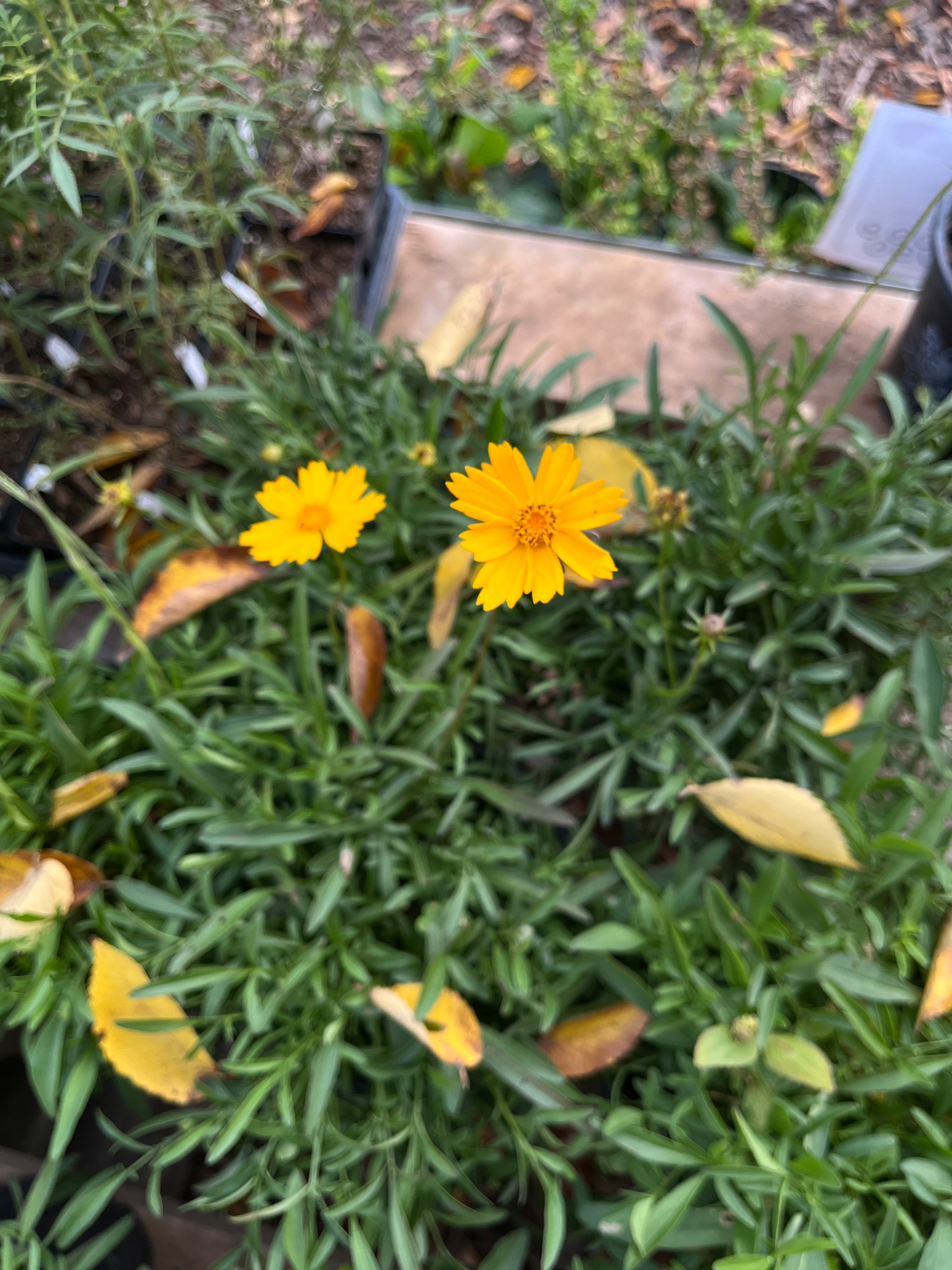 Early Sunrise Coreopsis