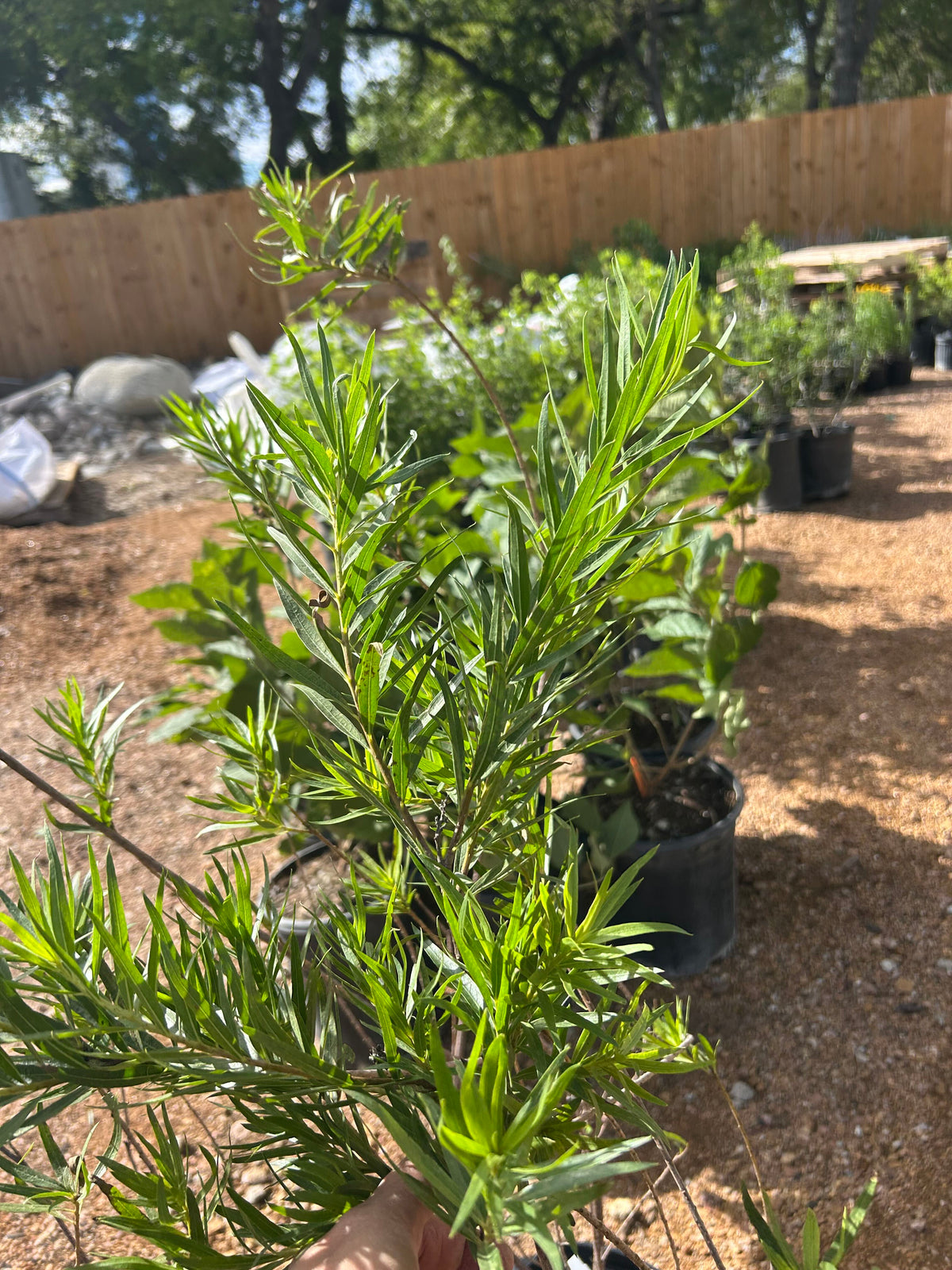 Desert Willow 'Bubba'