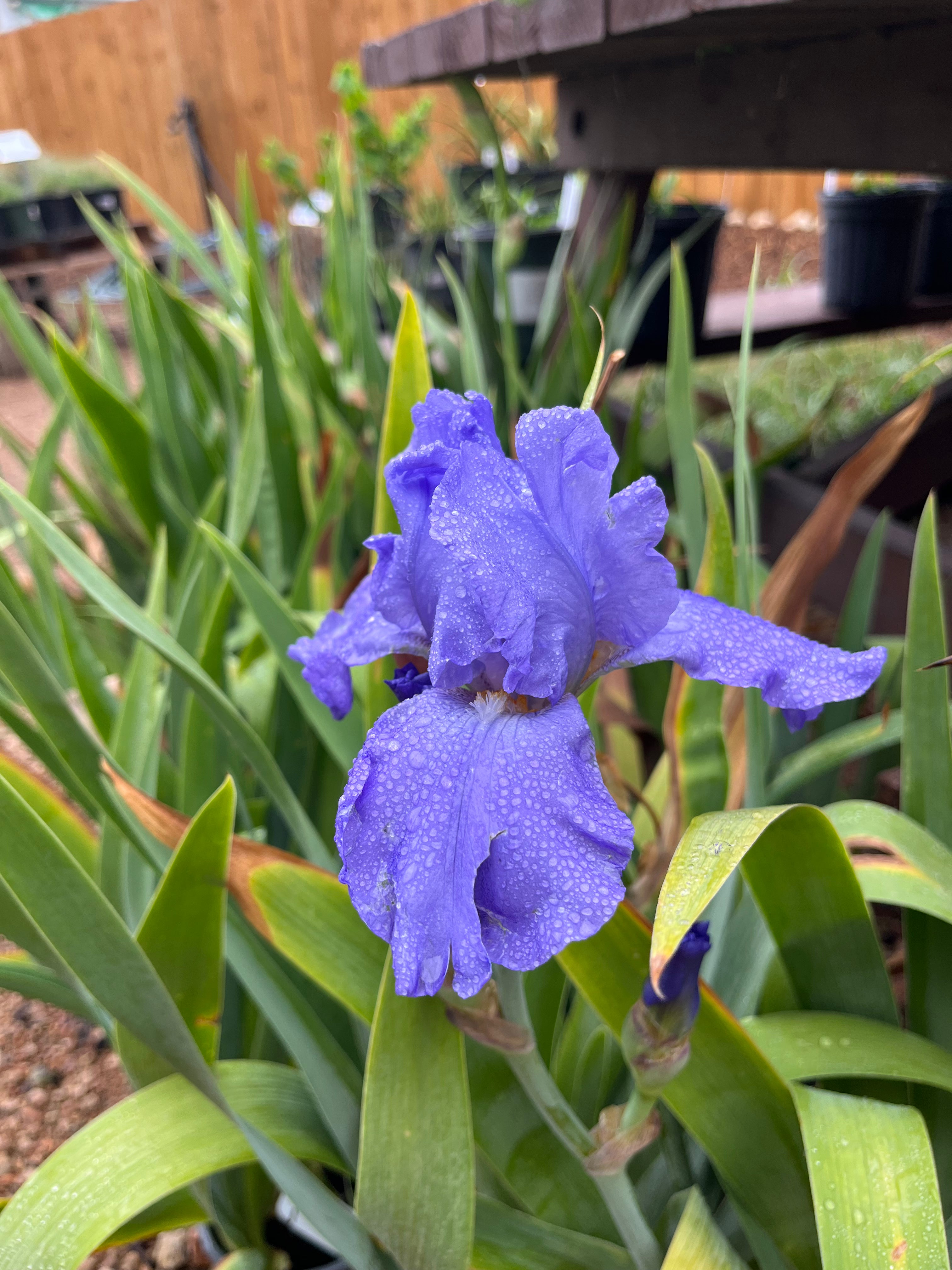 Iris 'Sugar Blues'