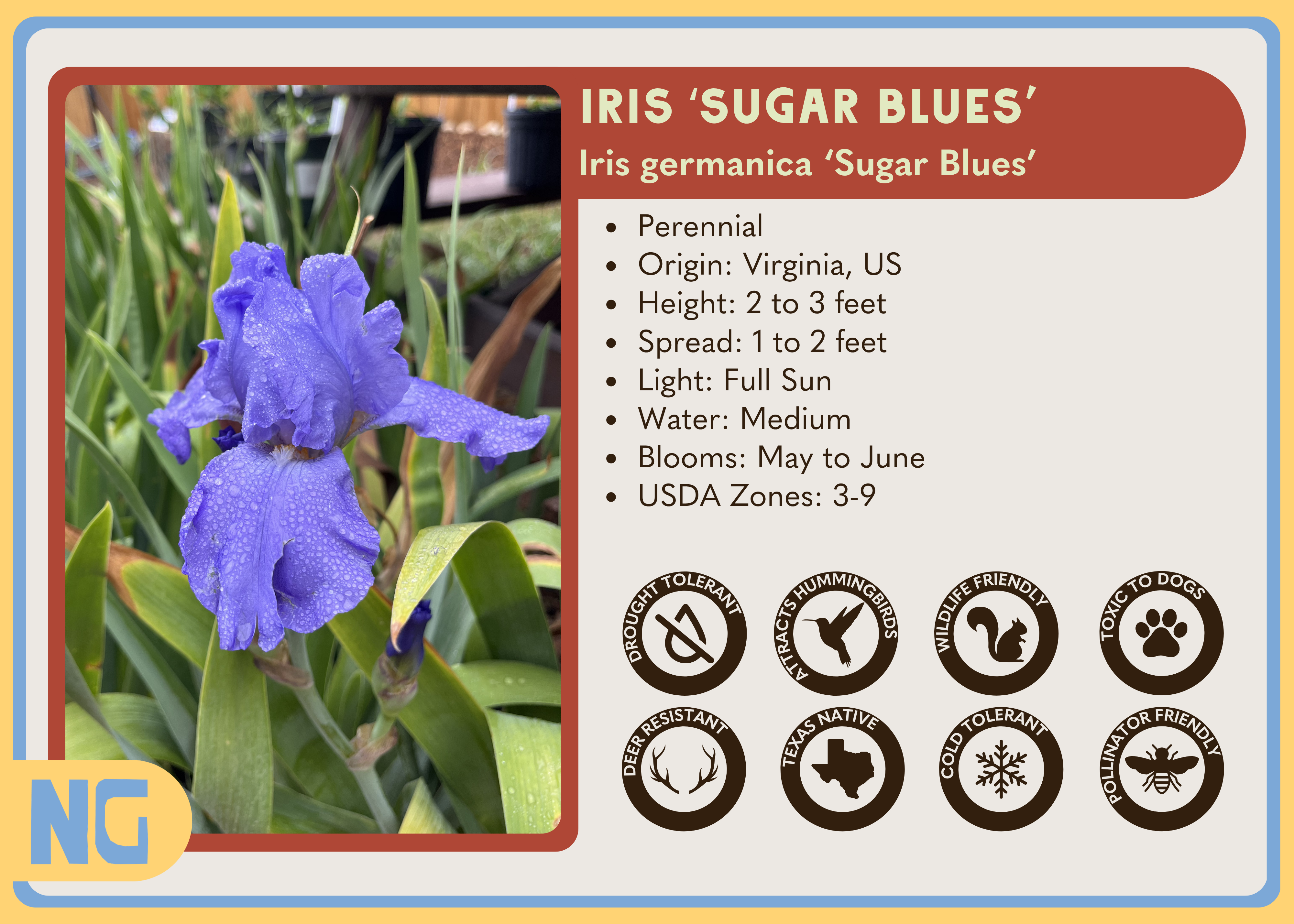 Iris 'Sugar Blues'