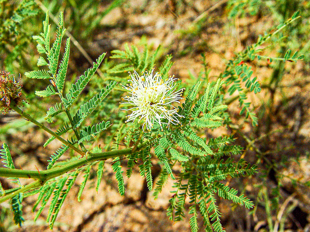 Illinois Bundleflower